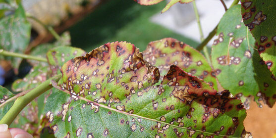 Uncontrollable Plant Fungus Present in Australia?