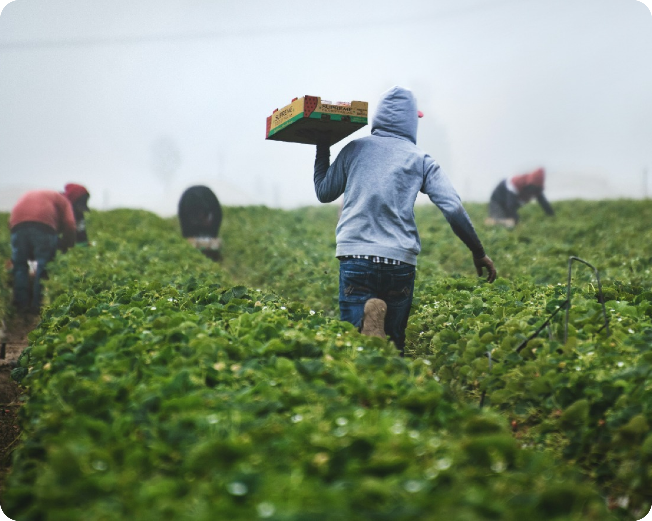 Field workers